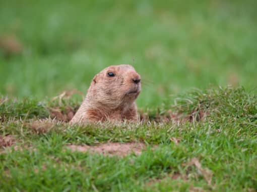 Burrowing Pests