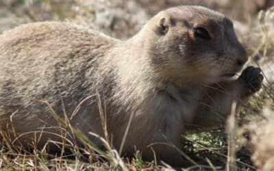 Types of Rodent Holes