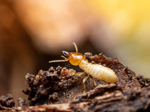 Termites