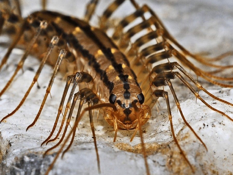 Creepy Crawlies: Centipedes